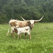 SHR JAXSON'S MISS AVERY with bull calf