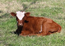 SHR Jaxson's Miss Avery heifer calf